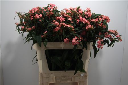 Euphorbia Fulgens T Pink Baron 75cm