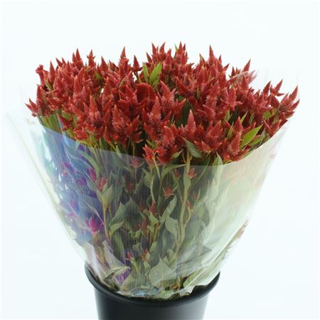 Celosia Argenta Celway Orange 70cm