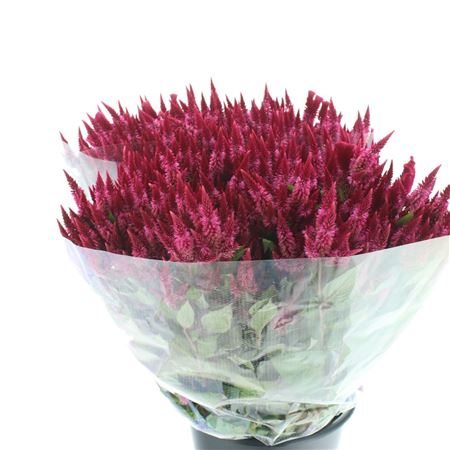 Celosia Celway Cerise 65cm