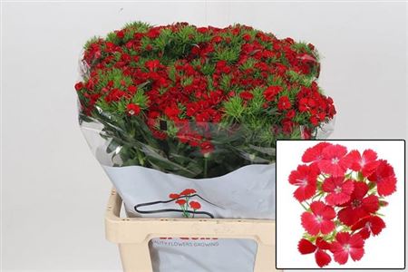 Sweet William Aldo Red 60cm