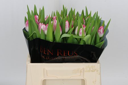 Tulip Caramba 36cm