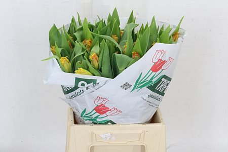 Tulip French Real Time 36cm