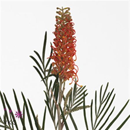 Grevillea Coastal Sunset 70cm