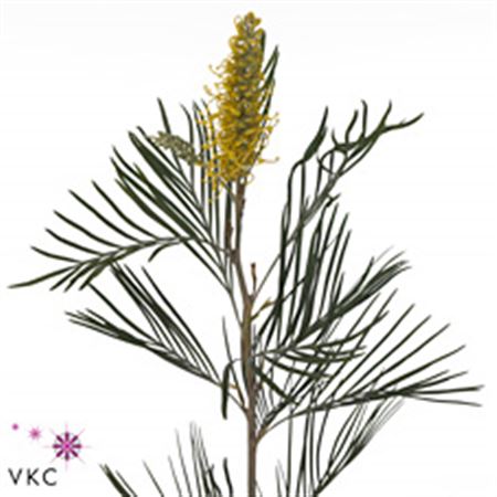 Grevillea Ro Yellow Amit 80cm