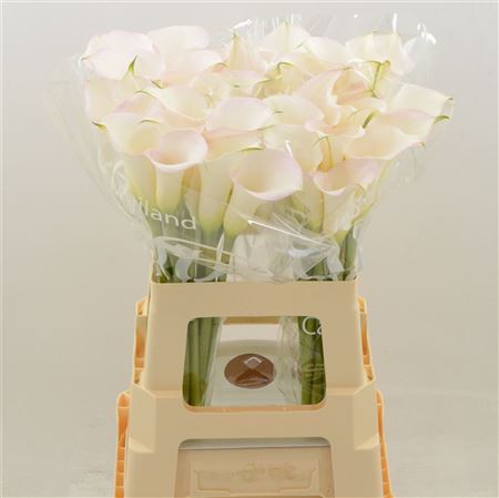 Calla Lilly Sapporo 45cm