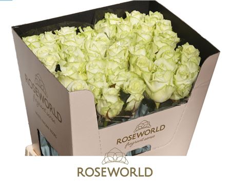 Rose White Naomi Roseworld 60cm