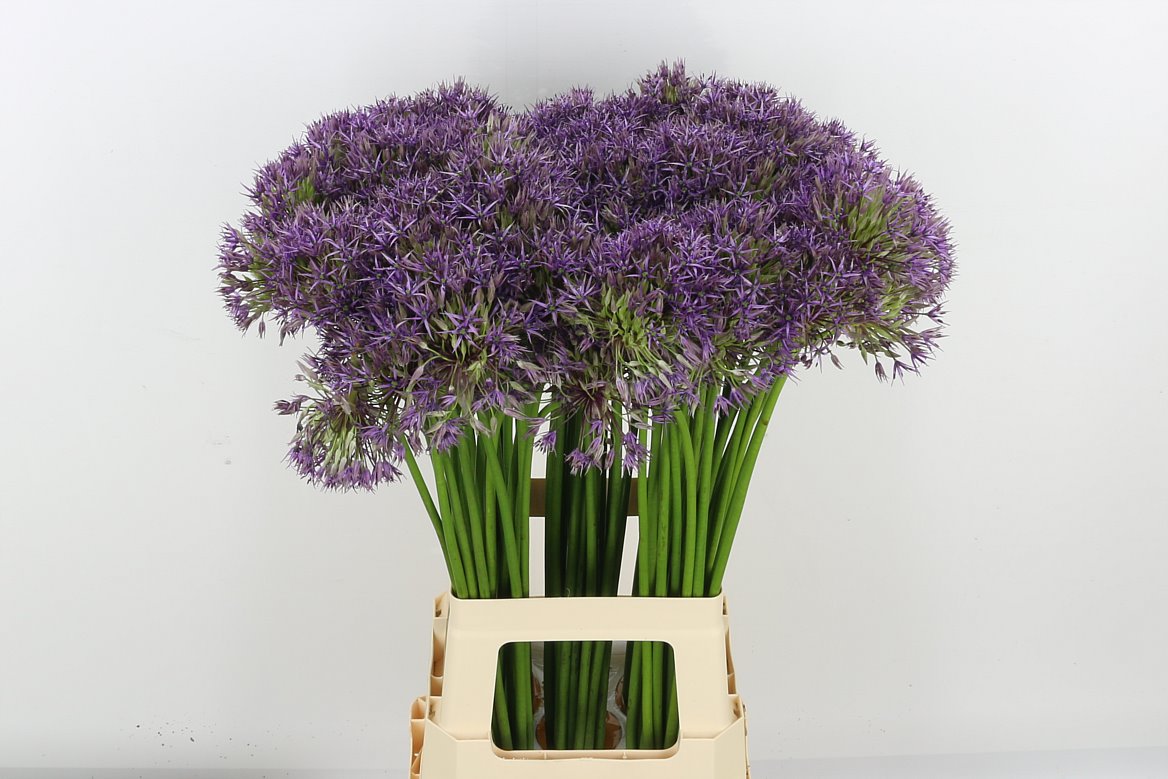 Allium Purple Rain 80cm