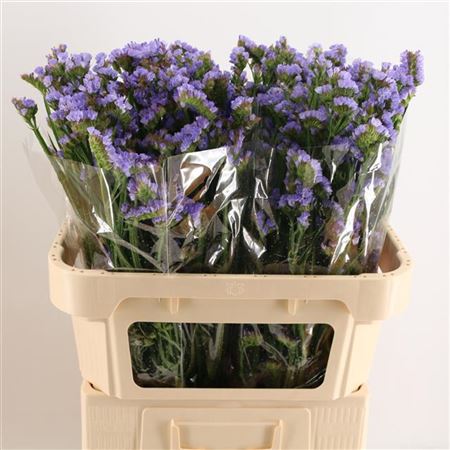 Statice Ara Lavender 80cm