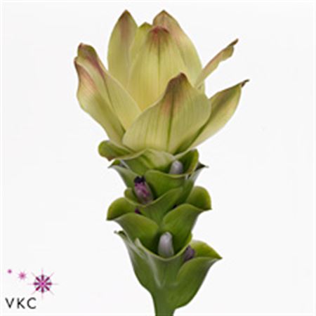 Curcuma Al Siam Sitrone 50cm