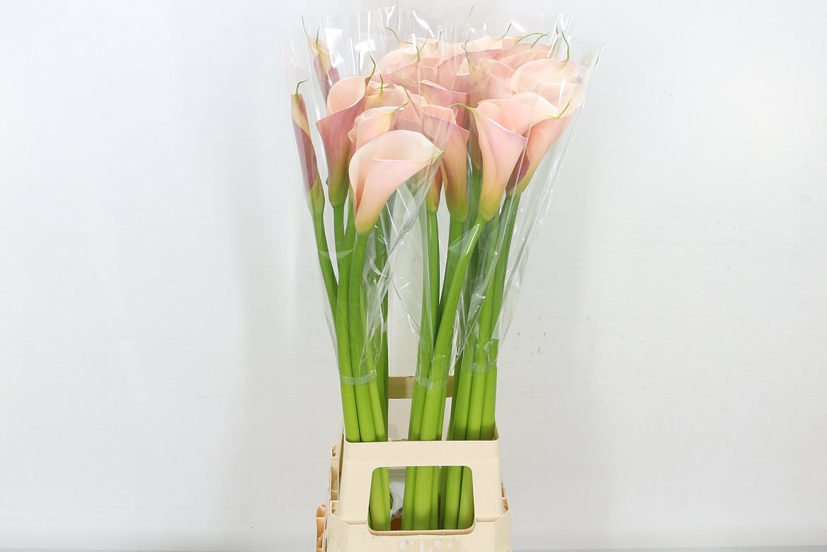 Calla Lilly Ae Flamingo 70cm