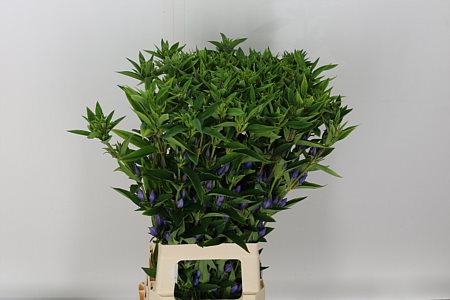 Gentian Lavender Sky 70cm