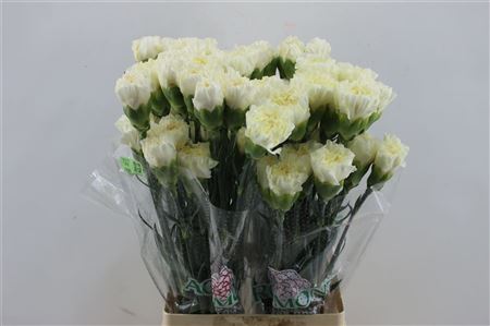 Carnation Single Polimnia 65cm
