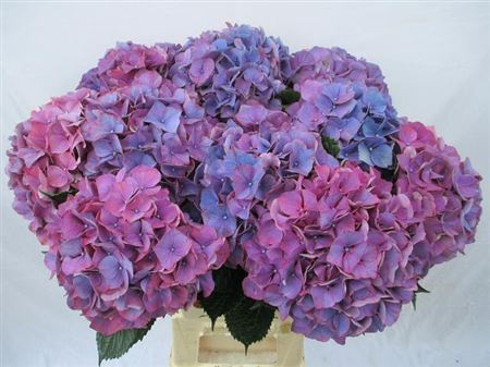 Hydrangea M Purple Haze 60-19cm