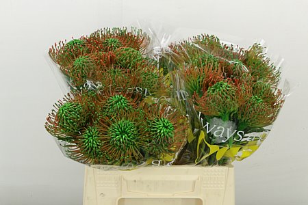 Leucospermum Geverfd Groen 40cm