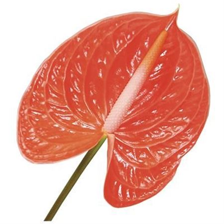 Anthurium A Summer 12