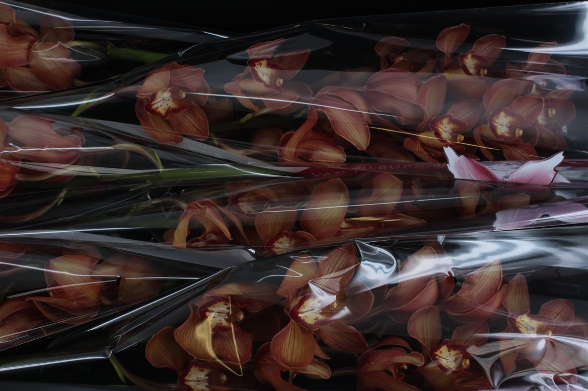 Cymbidium T Oranj Holland 80cm