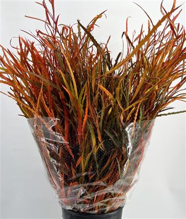 Grevillea Painted Autunno 'de Luxe 70cm