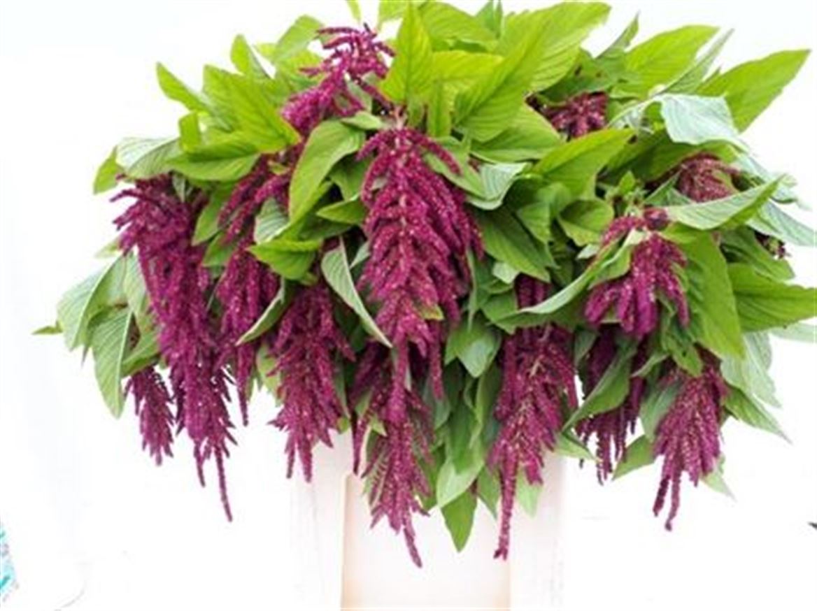 Amaranthus Ca Red Cord 80cm