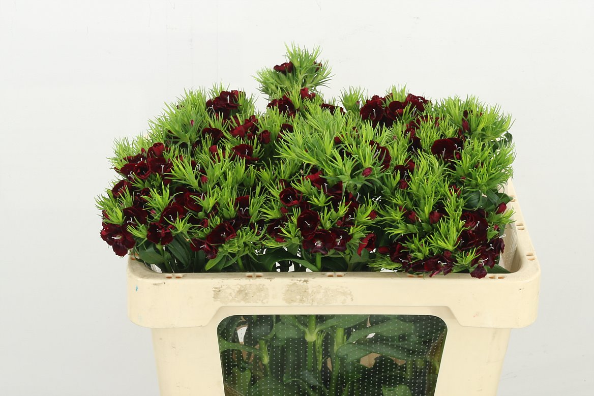 Sweet William Queen Bre 50cm