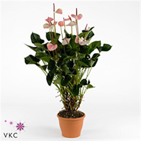 Anthurium Attract Love