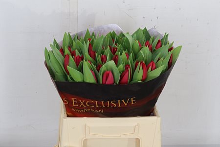 Tulip Curry 37cm