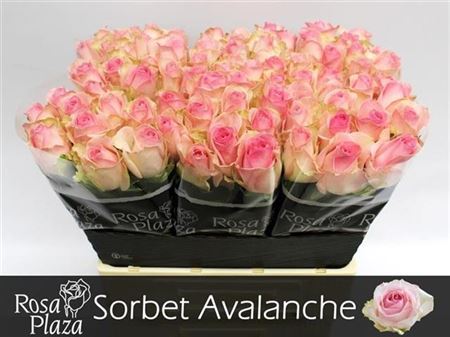 Rose Avalanche Sorbet+ 70cm