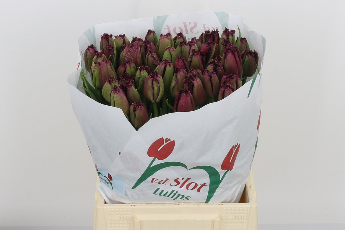 Tulip French Gorilla 55cm