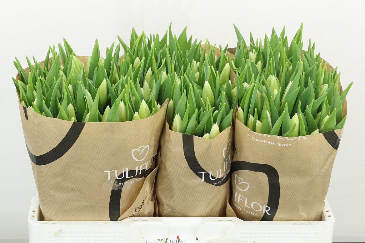 Tulip White Flag 39cm