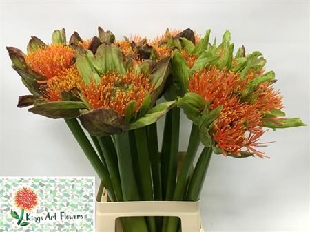 Scadoxus Ov 70cm