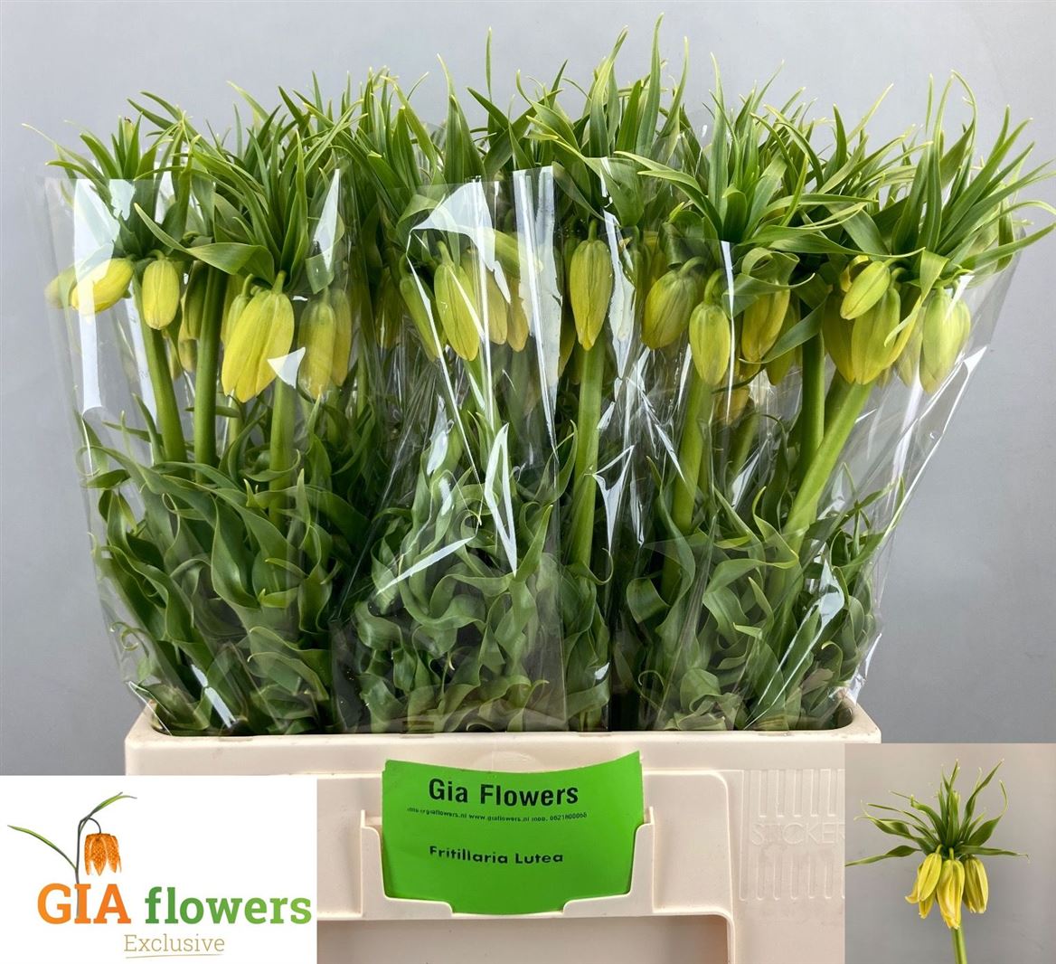 Fritillaria Lutea 65cm