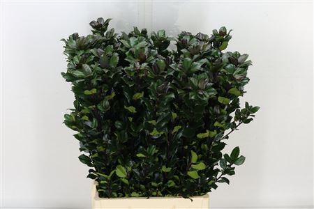 Ilex Bl M Blue Prince 45cm