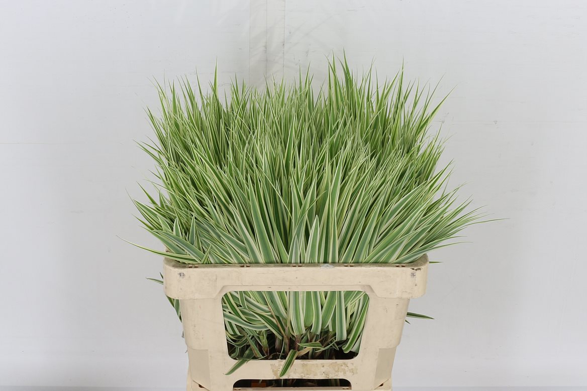 Carex Ph Sparkler 60cm