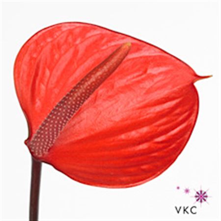 Anthurium Pure Orange