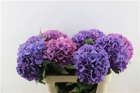 Hydrangea M Gl Alps Purple 60-18cm