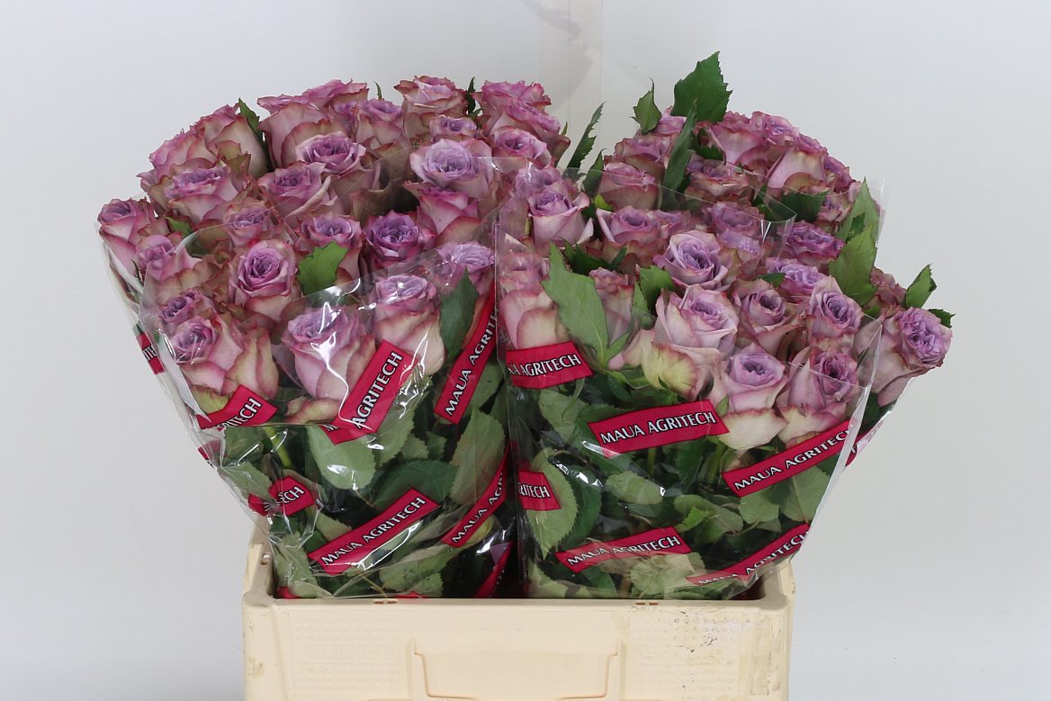 Rose Dolcetto 50cm