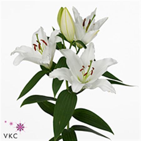 Lily Oriental Ice Dreamer 85cm