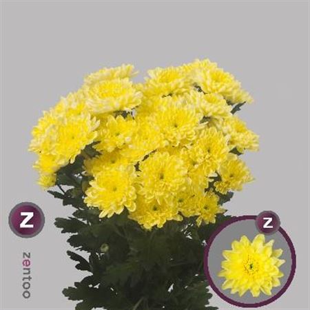 Chrysnth Spry Baltica Yellow 70cm