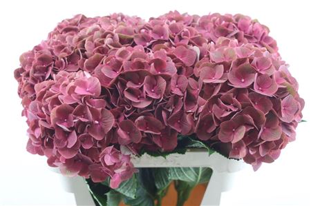 Hydrangea M My Terracotta 75-22cm