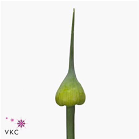 Allium Kenton 70cm