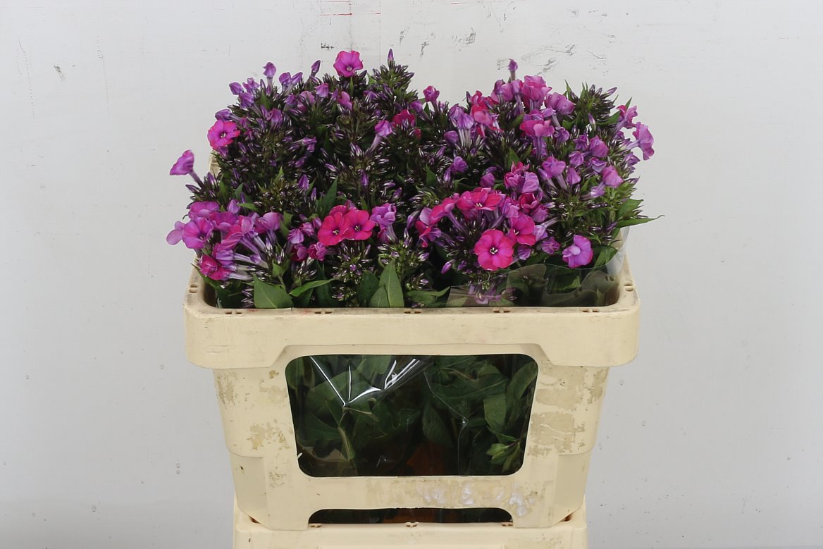 Phlox Tracy 50cm