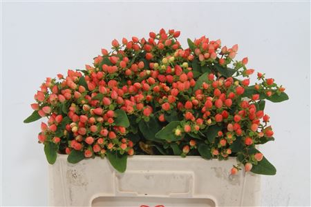 Hypericum Magical Pumpkin 55cm