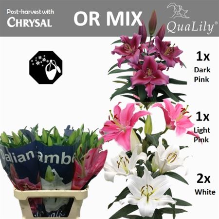 Lily Oriental Mix  4+ 90cm