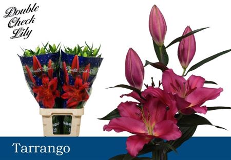 Lily Oriental Tarrango 4+ Dark Pink 100cm