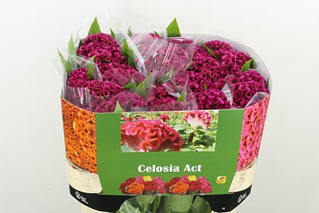 Celosia Cristata Bar Bora 75cm