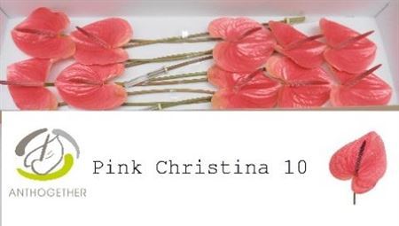 Anthurium A Pink Christina 12