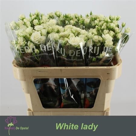 Rose Spray White Lady 70cm