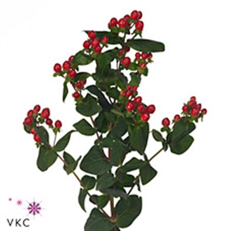 Hypericum Shiney Romance 60cm