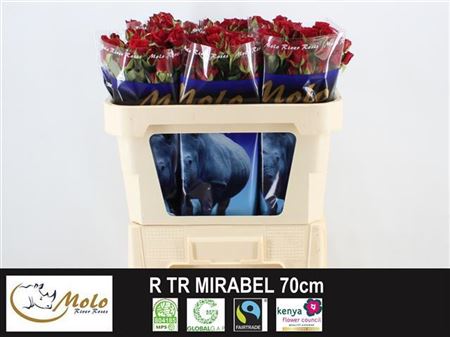 Rose Spray Mirabel 60cm