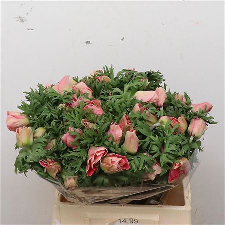 Anemone Mistral Pink Extra 30cm