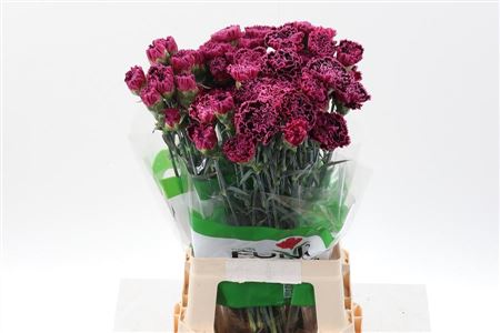 Carnation Single Nobbio Burgundy 70cm